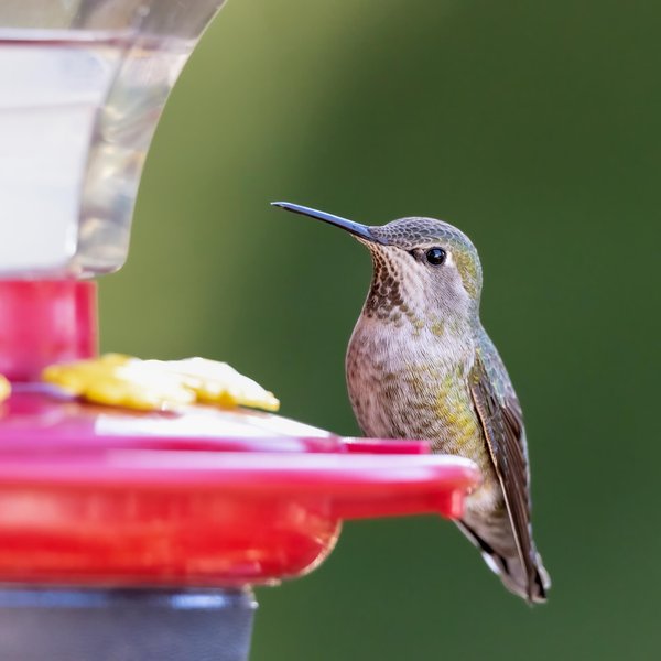 Anna's Hummingbird