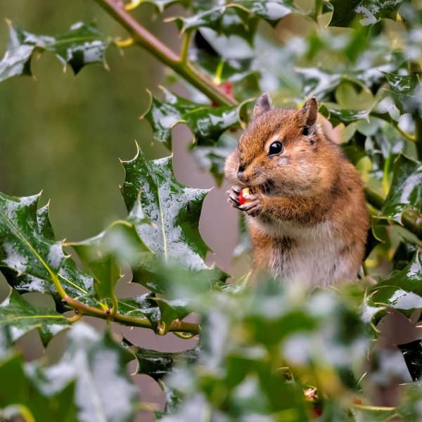 Townsend's Chipmunk