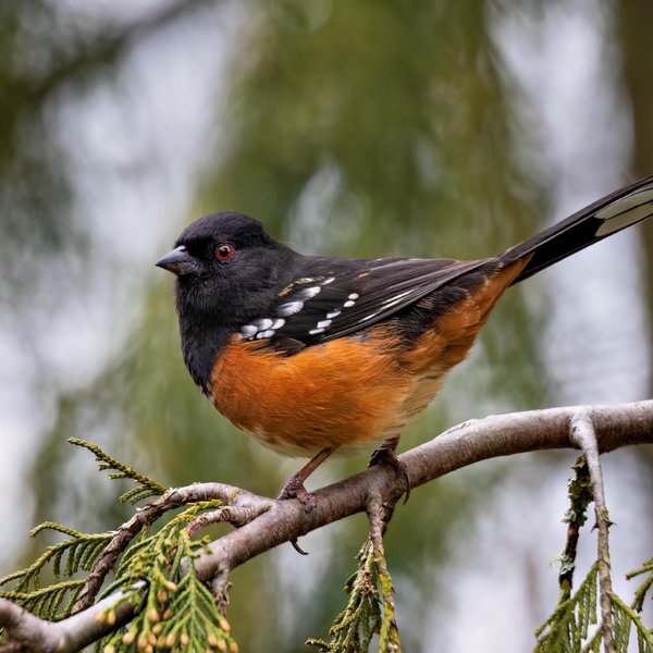 Spotted Towhee