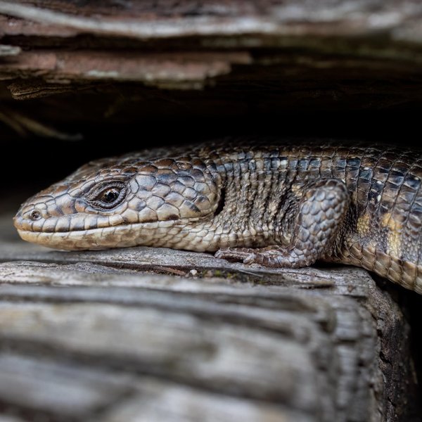 Northern Alligator Lizard