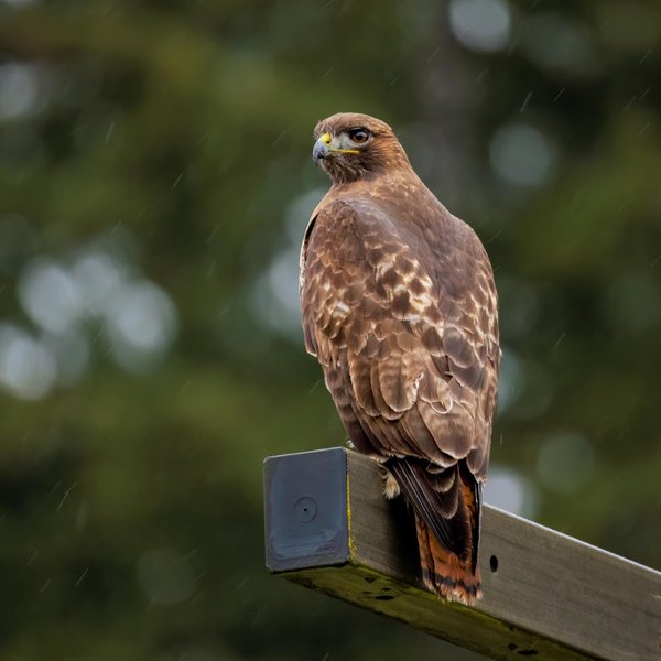 Red-tailed Hawk