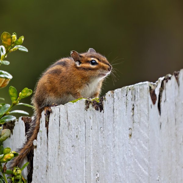 Townsend's Chipmunk