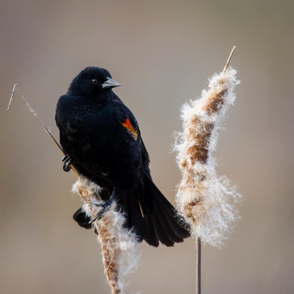 Red-winged Blackbird