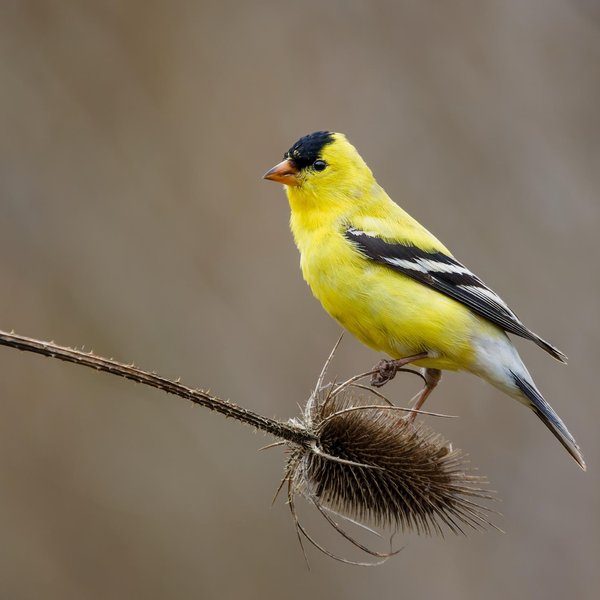 American Goldfinch
