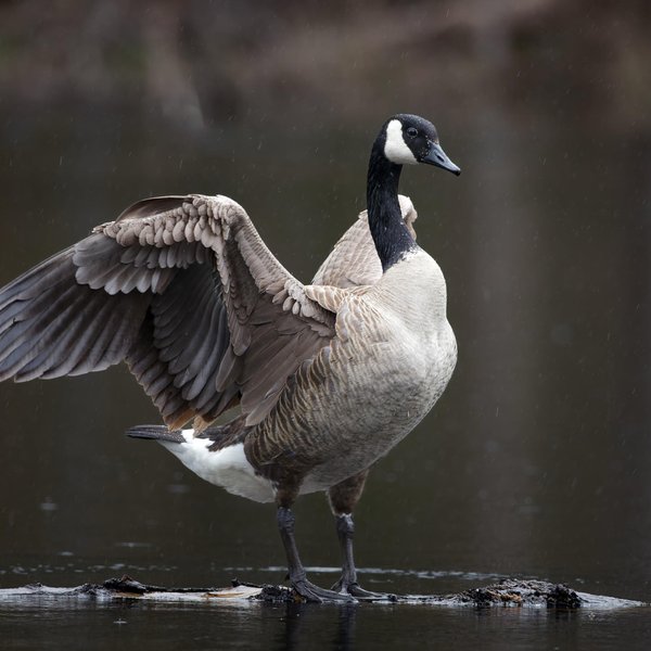 Canada Goose
