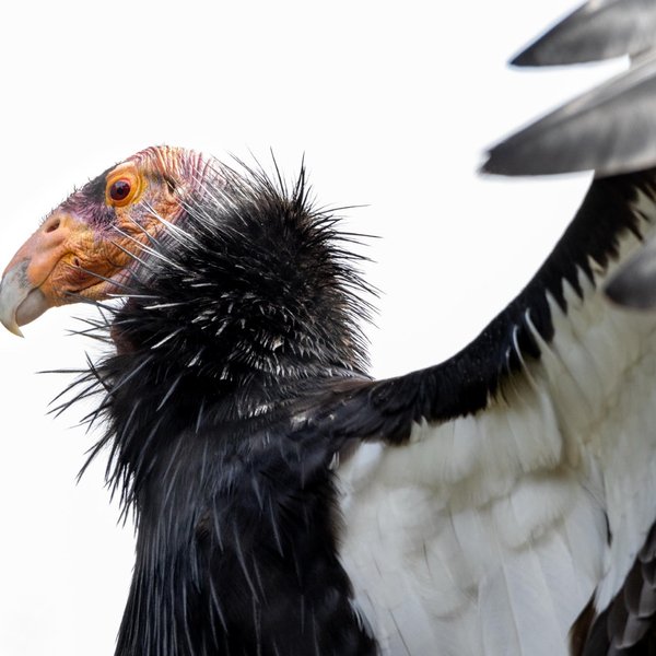 California Condor (Zoo)