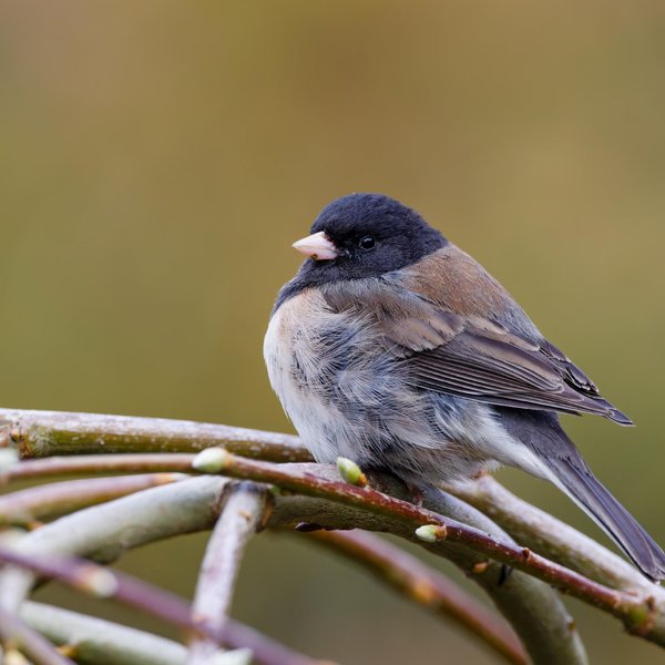 Dark-eyed Junco
