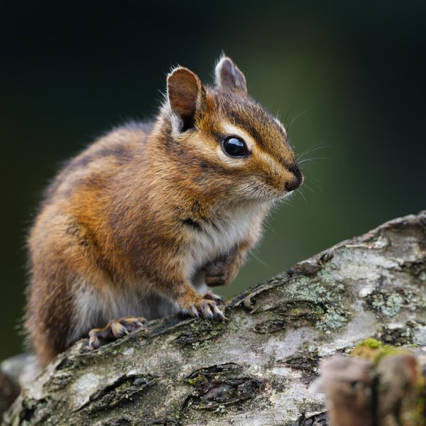 Townsend's Chipmunk