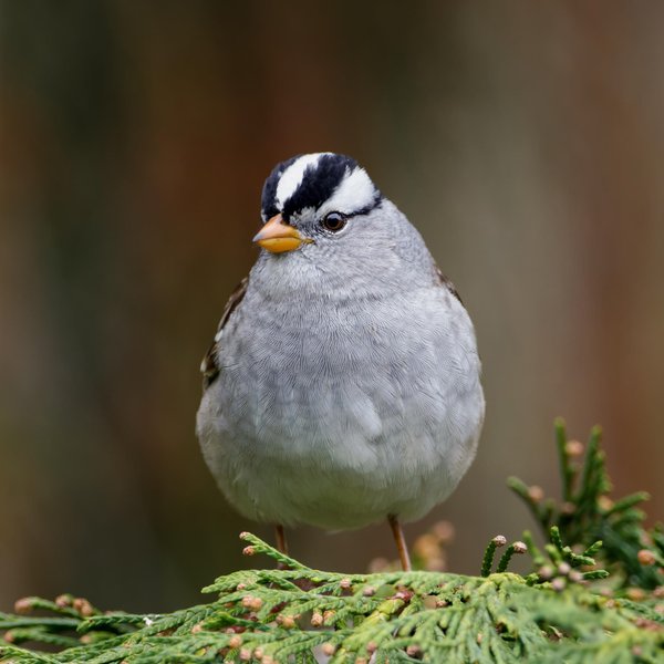 White-crowned Sparrow