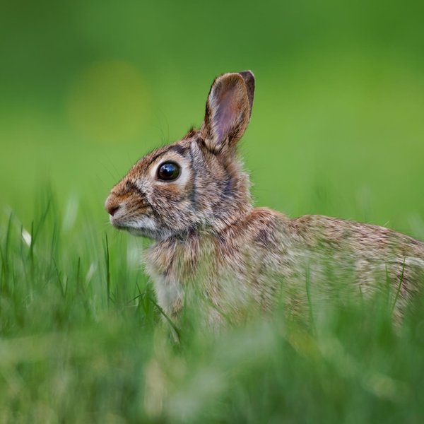 Eastern Cottontail