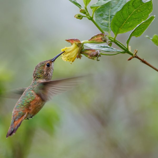 Rufous Hummingbird