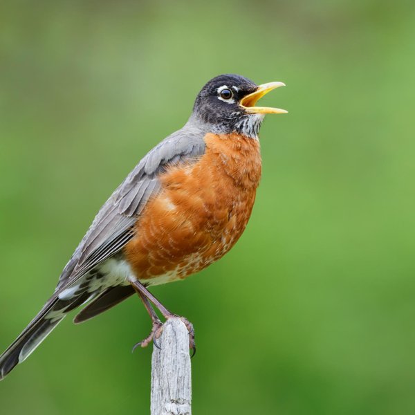 American Robin