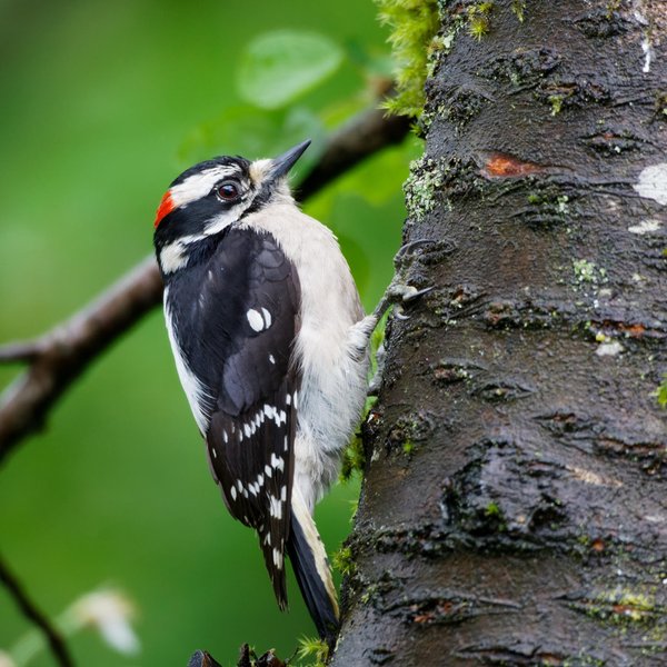 Downy Woodpecker