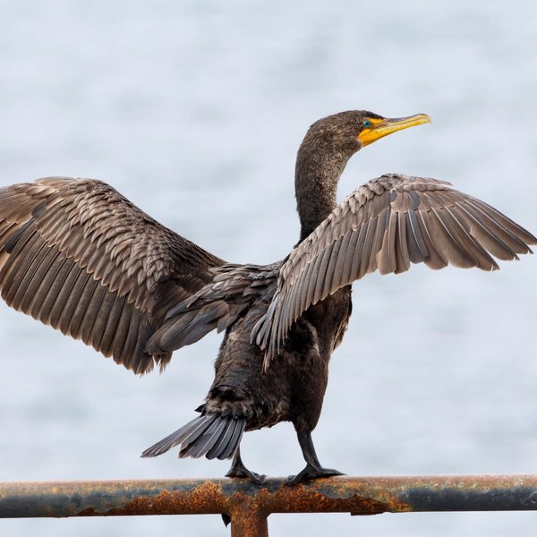 Double-crested Cormorant