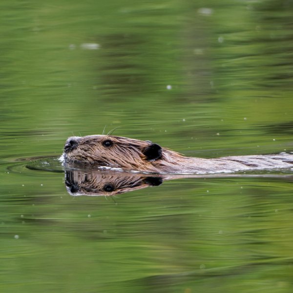 American Beaver