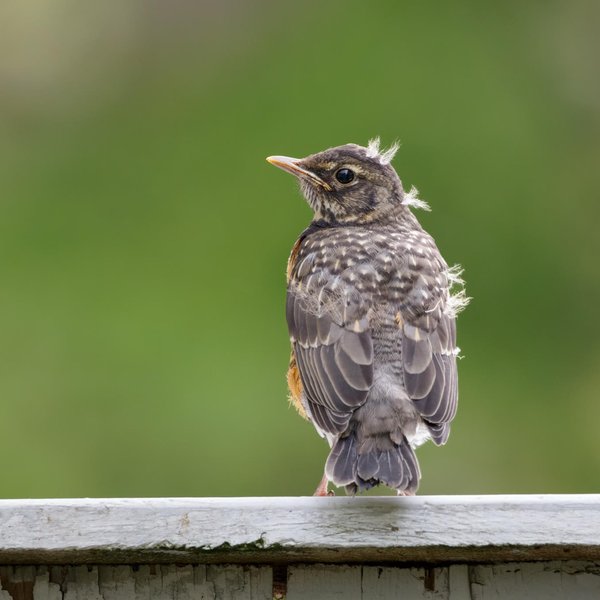 American Robin