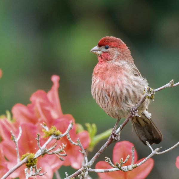 House Finch