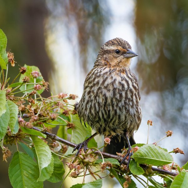 Red-winged Blackbird