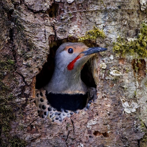 Northern Flicker