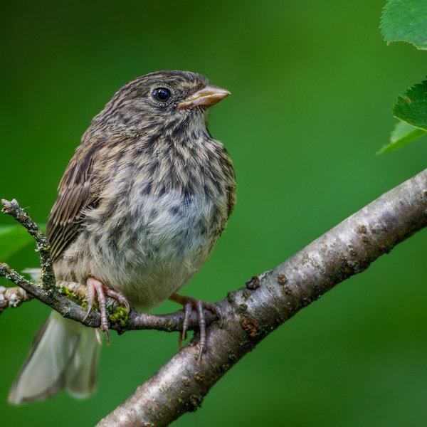 Dark-eyed Junco