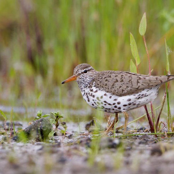 Spotted Sandpiper