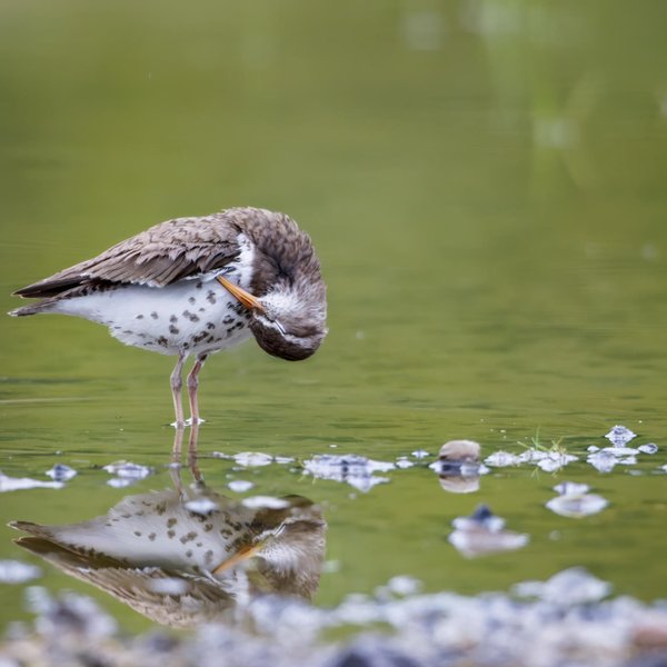 Spotted Sandpiper