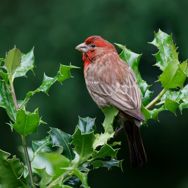 House Finch