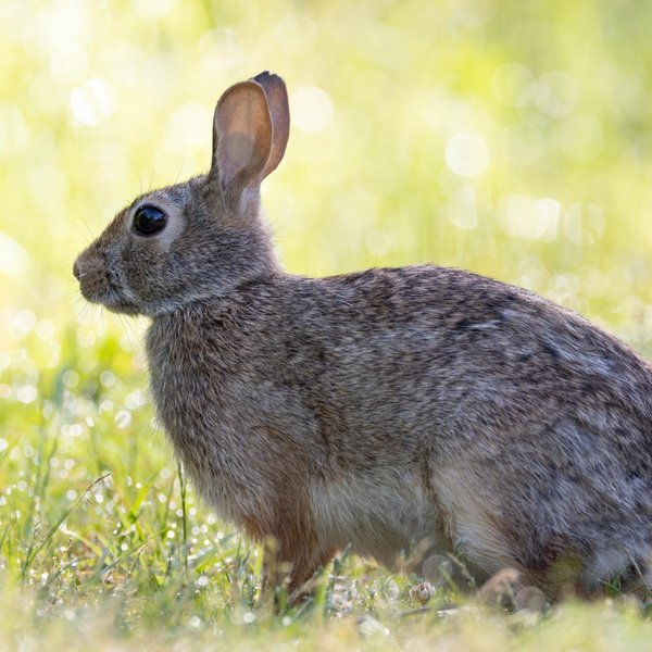 Eastern Cottontail