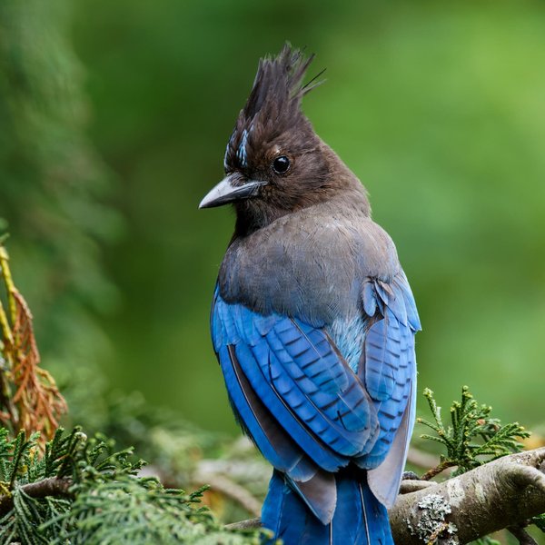 Steller's Jay