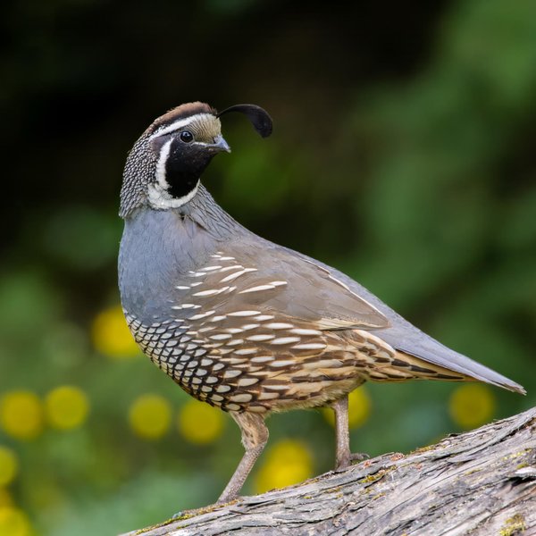 California Quail