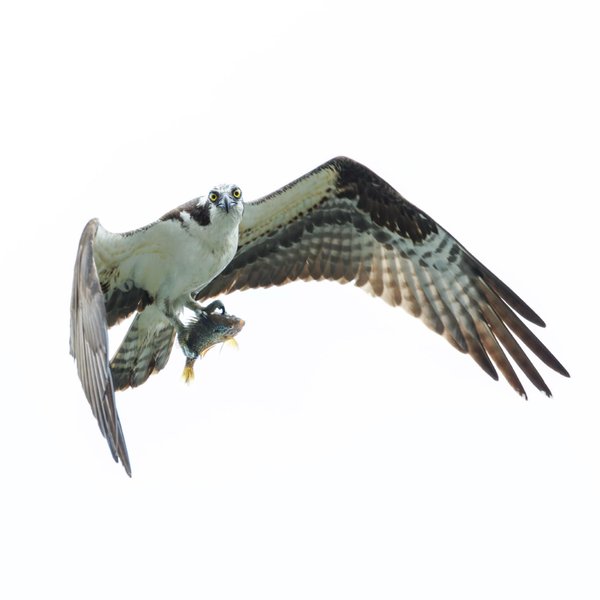 Osprey