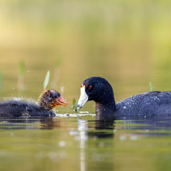 American Coot