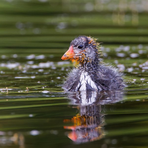 American Coot