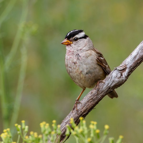 White-crowned Sparrow