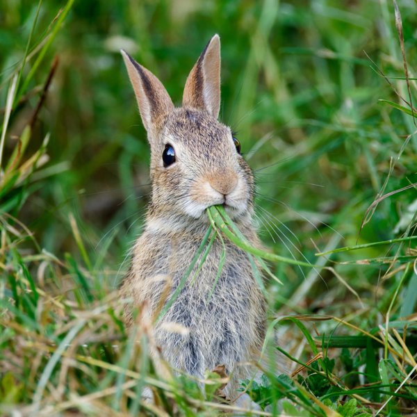 Eastern Cottontail
