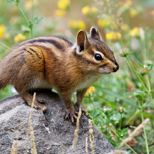 Townsend's Chipmunk