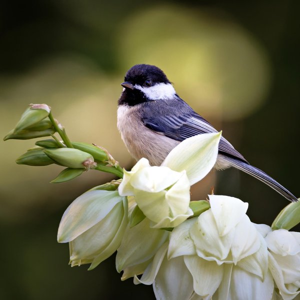 Black-capped Chickadee