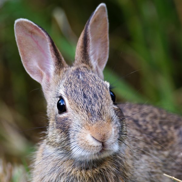 Eastern Cottontail