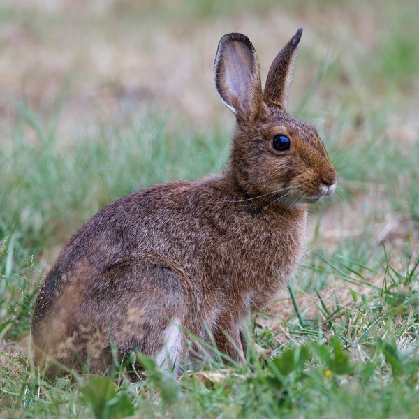 Snowshoe Hare