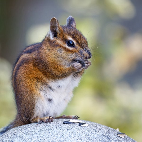 Townsend's Chipmunk