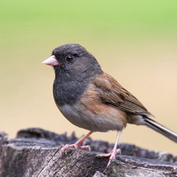 Dark-eyed Junco