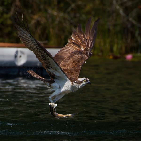 Osprey