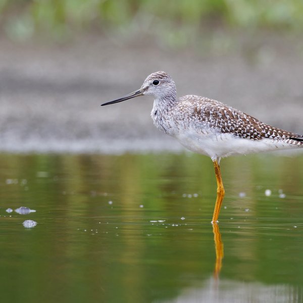 Greater Yellowlegs