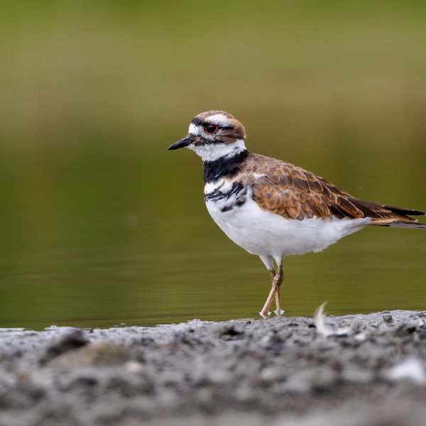 Killdeer