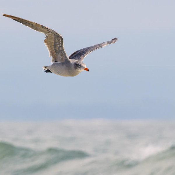 Heerman's Gull
