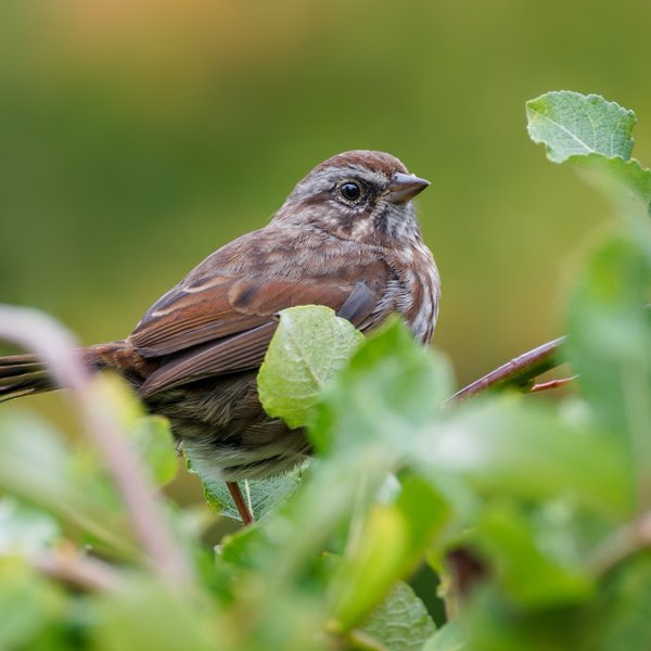 Song Sparrow
