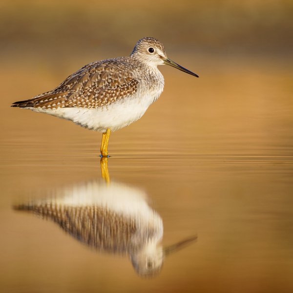 Greater Yellowlegs