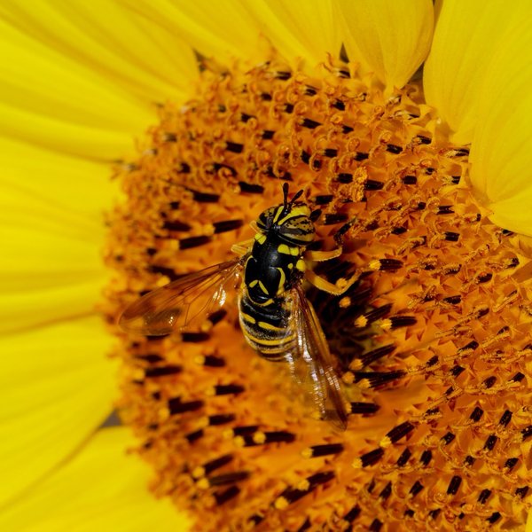 Hoverfly