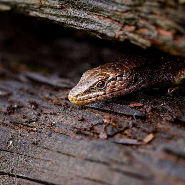 Northern Alligator Lizard