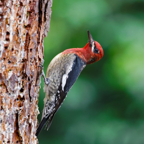 Red-breasted Sapsucker
